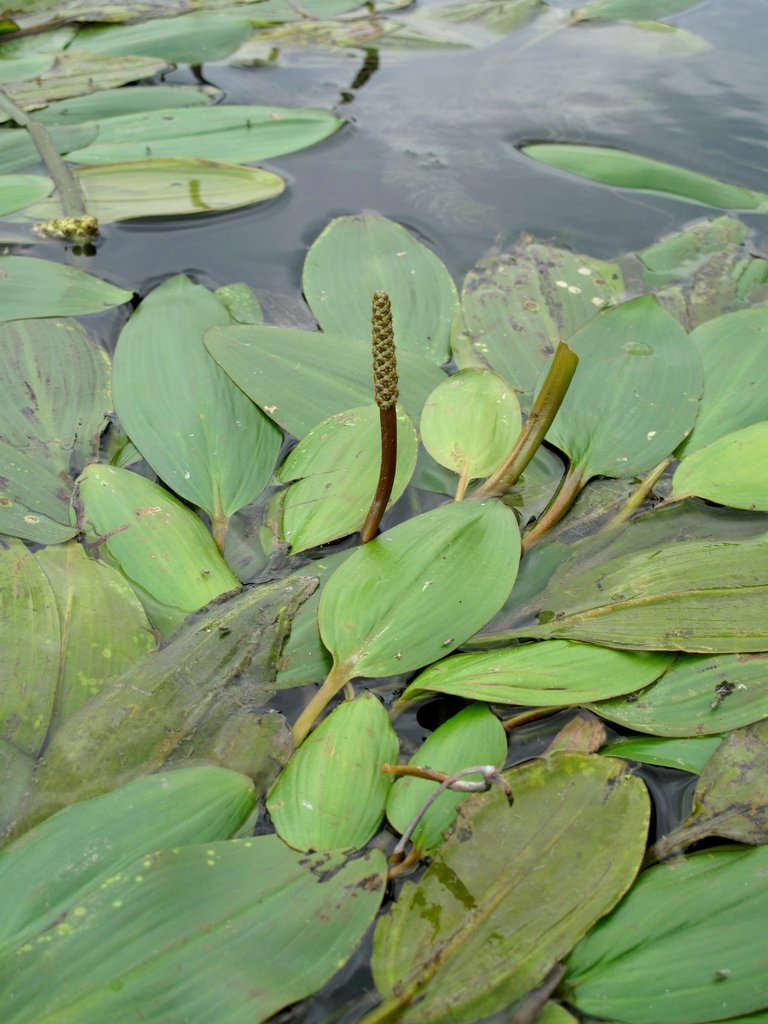 Potamogeton nodosus